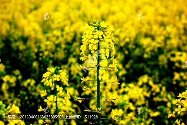 油菜花