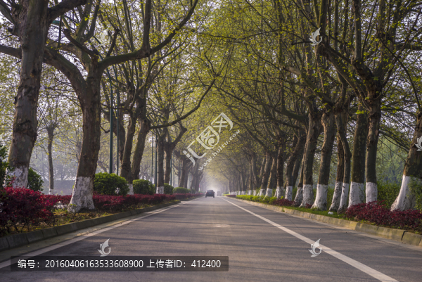 春光下的林蔭道