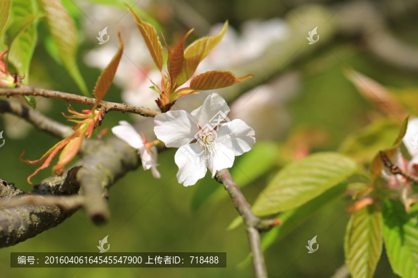 櫻花