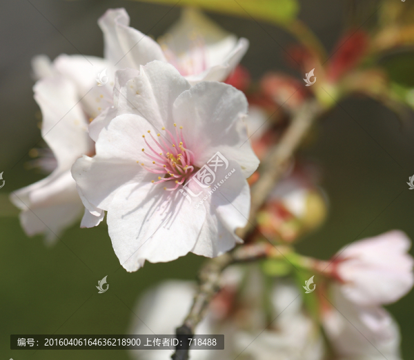 櫻花