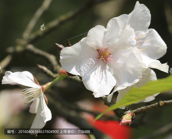櫻花特寫(xiě)
