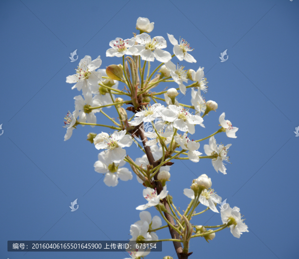 梨花