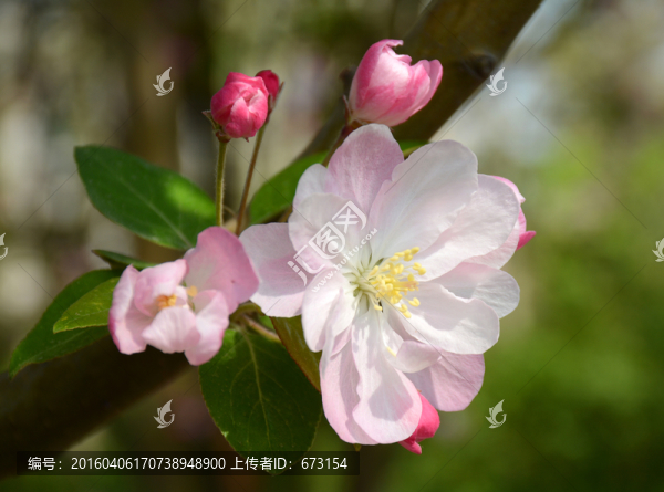 海棠花