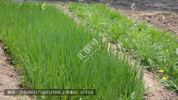 小蔥