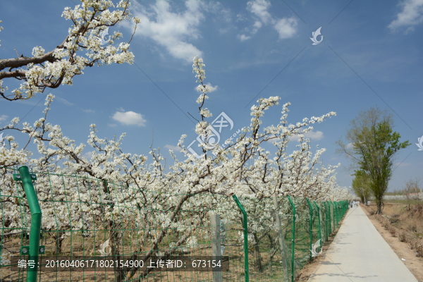 梨花園