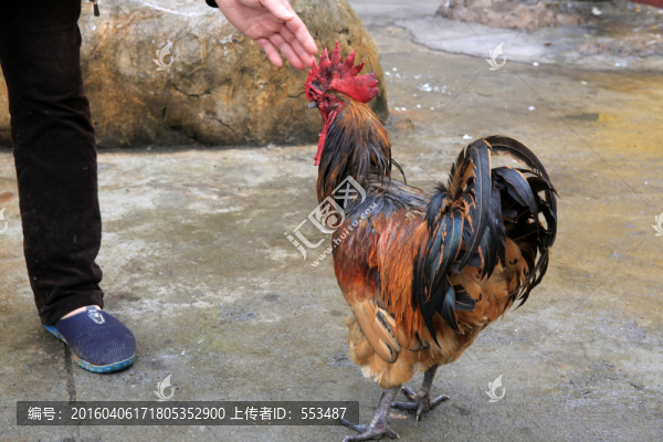大公雞