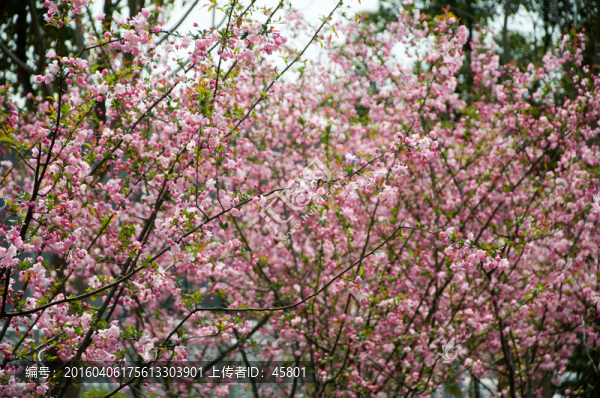 梅花