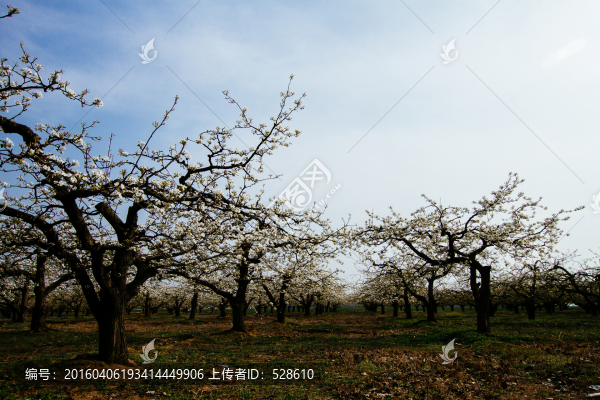 梨花樹