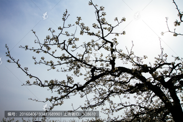 梨花樹