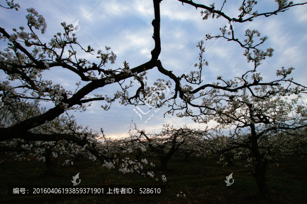 梨花樹