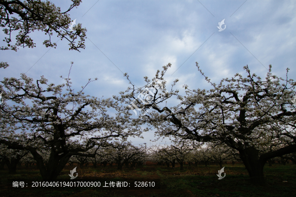 梨花樹