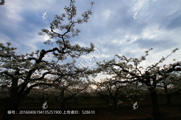 梨花樹