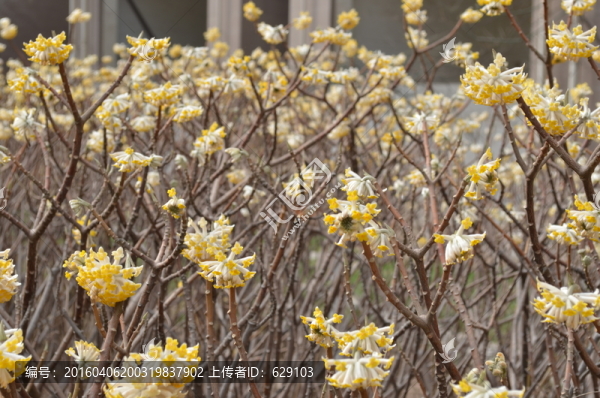 結(jié)香