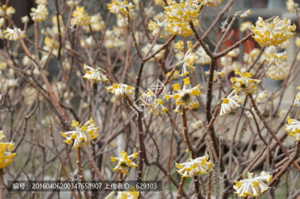 蝶戀花