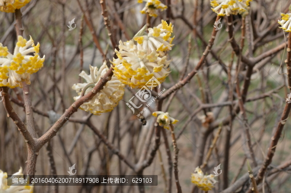 蝶戀花
