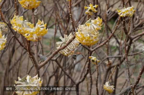 蝶戀花