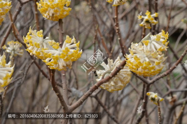 蝶戀花