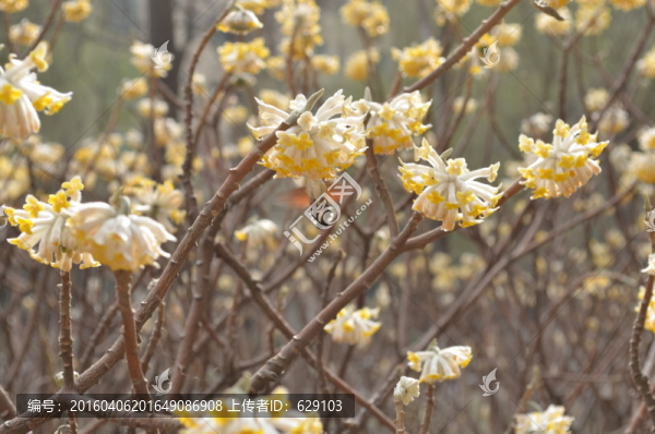 蝶戀花