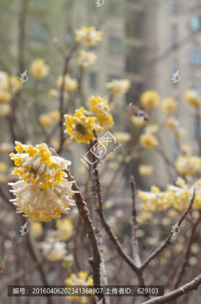 蝶戀花
