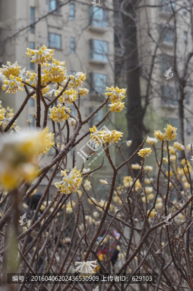 蝶戀花