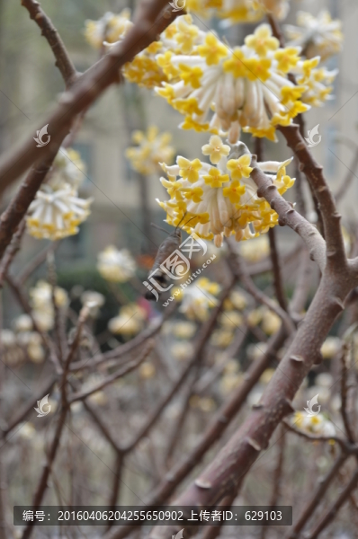 蝶戀花