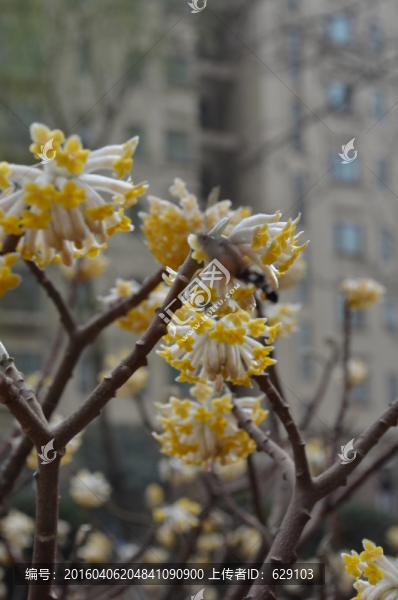 蝶戀花
