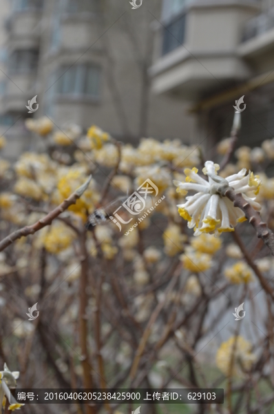 蝶戀花