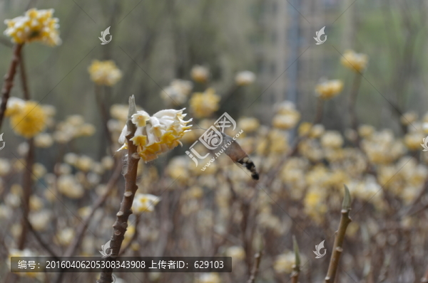 蝶戀花