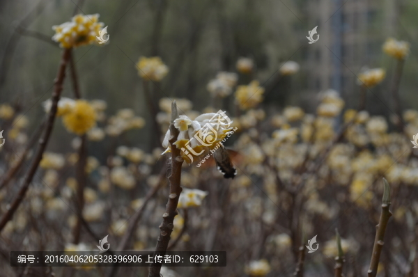 蝶戀花