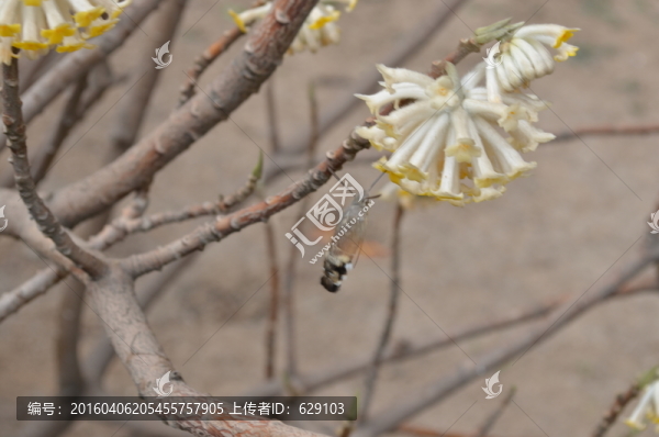 蝶戀花