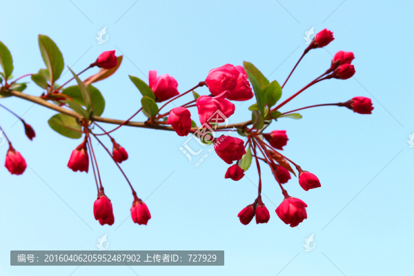 垂絲海棠