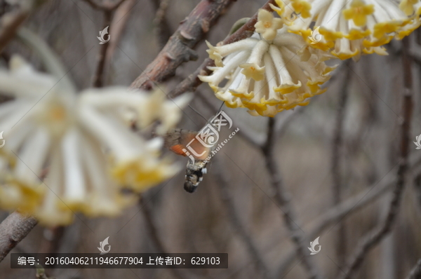 蝶戀花