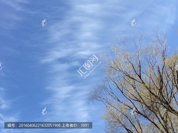 天空與樹