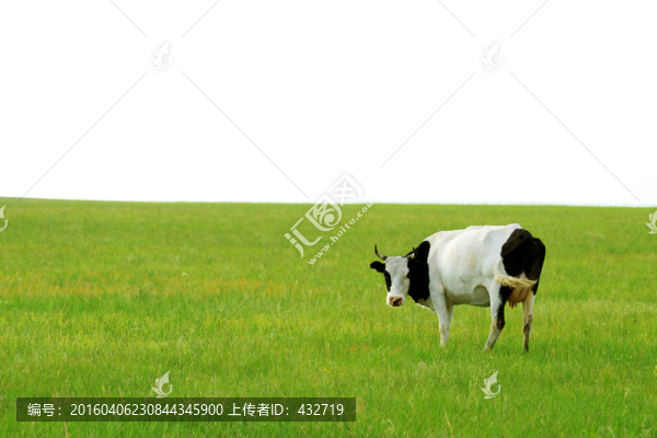 夏季草原上的奶牛