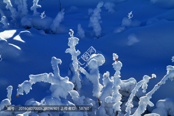 霜枝