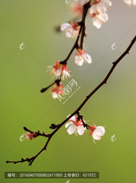 杏花