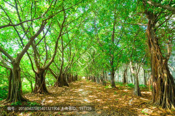 陽光森林