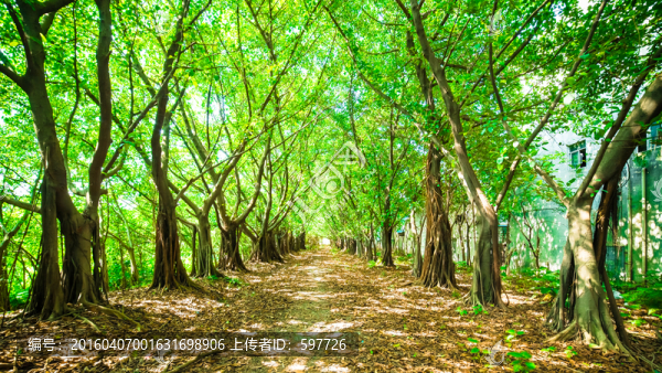 陽(yáng)光森林寬幅