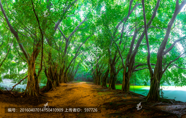 高清森林小路