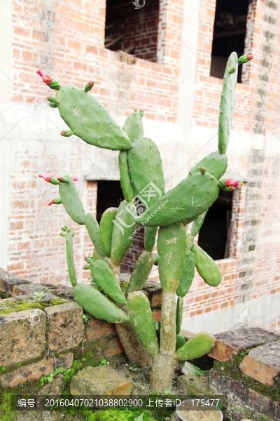 仙人掌