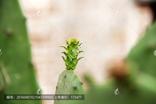 仙人掌