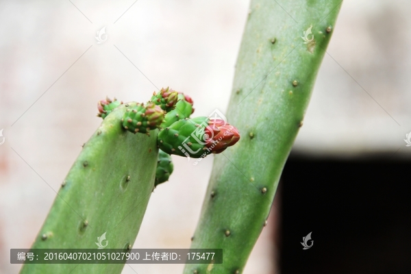仙人掌
