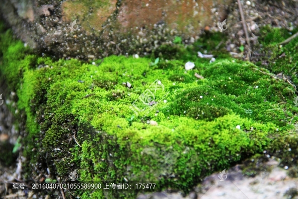 青苔