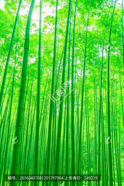 竹林