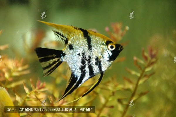 小雷的燕魚(yú)