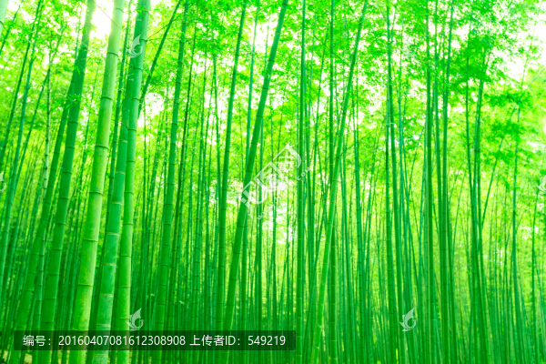 竹林