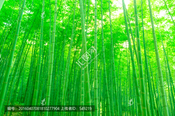 竹林