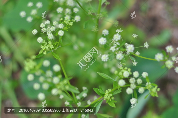 芹菜花