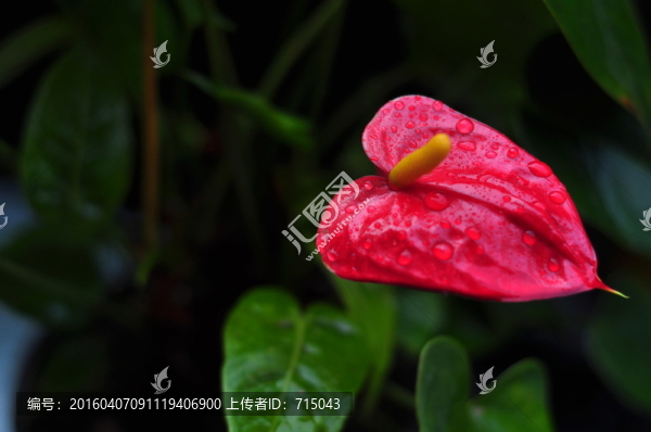 紅掌花