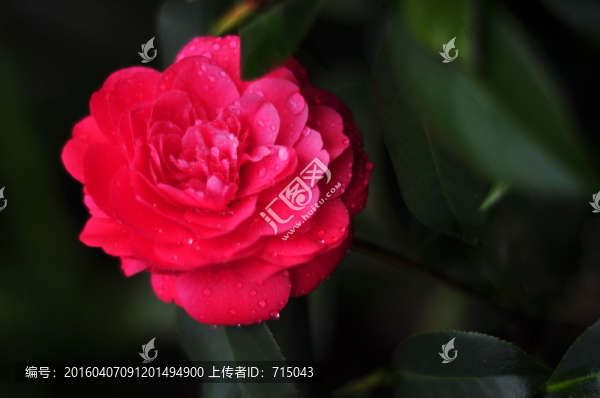 鮮花
